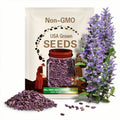 Purple 'Halo Lavender' Hollyhock Seeds - Authentic - Open-Pollinated - Heirloom - Flower Seeds - Mix Seeds to Plant -  #8089