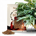 Tropical Fern Spores Bundle: Kimberly Queen, Silver Lace, Spider Brake