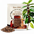 Organic Arabica Coffee Plant Seeds - South FL Variety